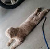 Puppy For Sale Premier Pups Petite Mini Goldendoodle Poodle Mix Pup