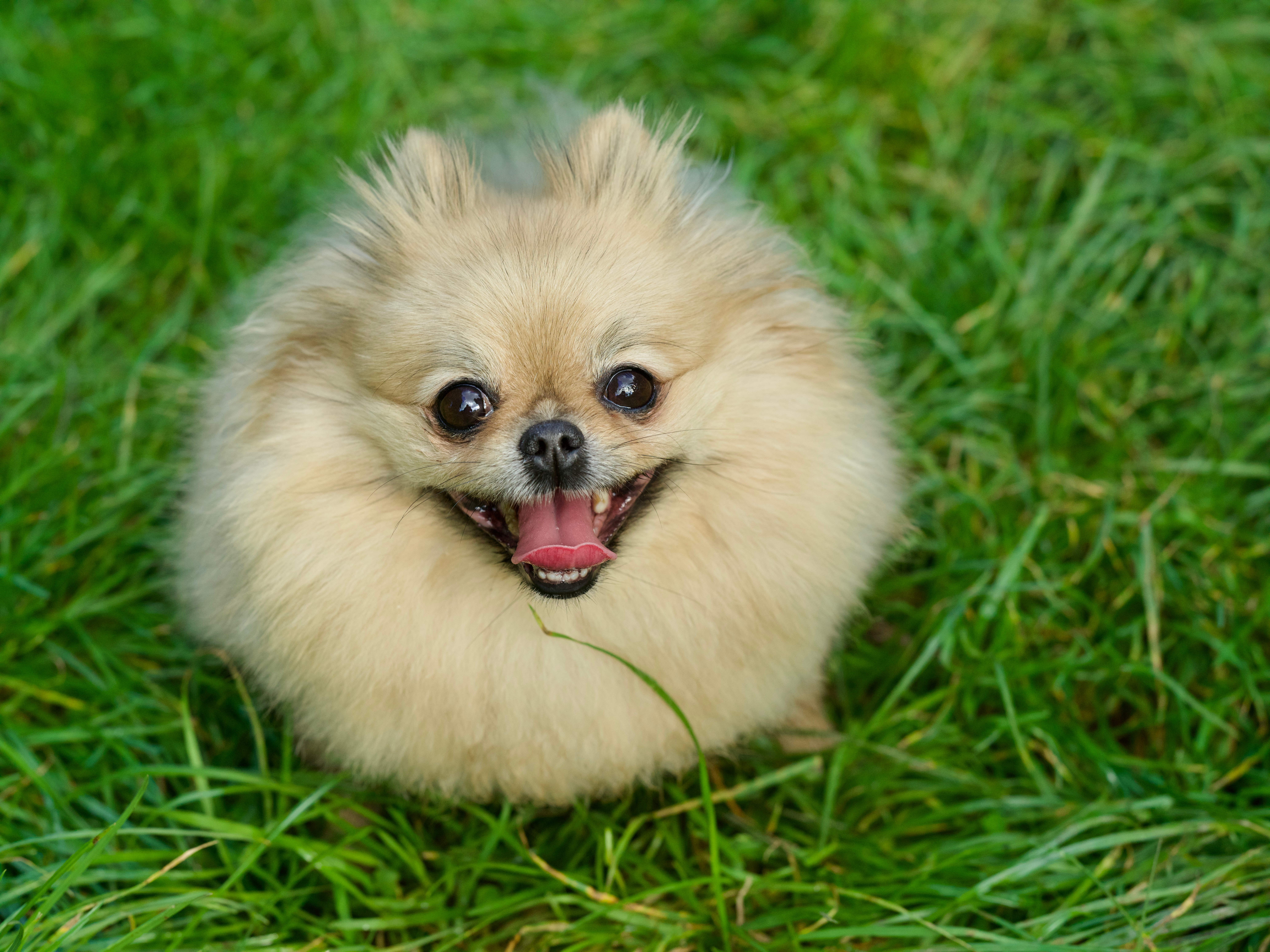 Pomeranian in the sit position