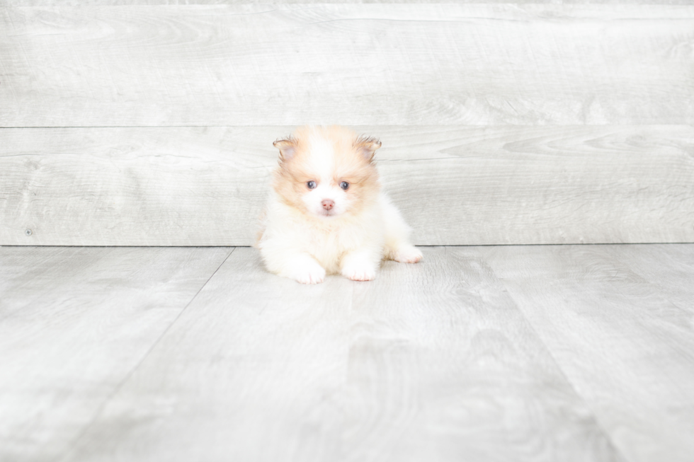 Meet Wilson - our Pomeranian Puppy Photo 2/3 - Premier Pups