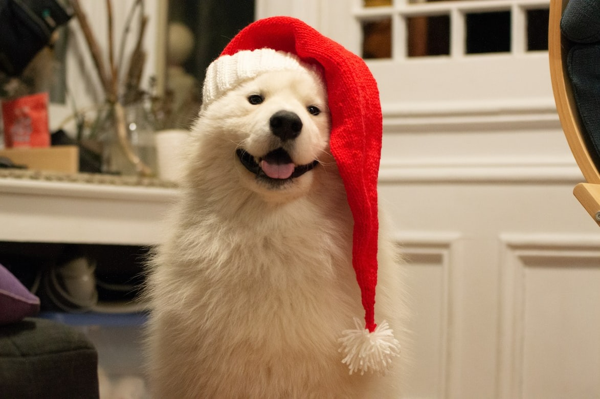  Adorable puppy with a Christmas hat