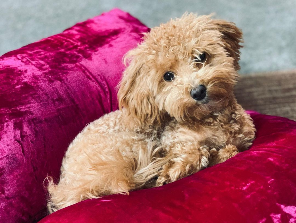 f1b maltipoo dog with curly hair