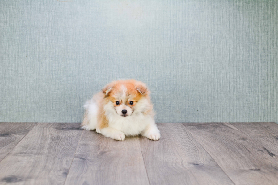 affordable pomeranian puppies teacup pomeranian puppy affordable pomeranian puppies teacup pomeranian puppy