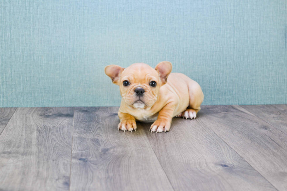 Funny French Bulldog Baby