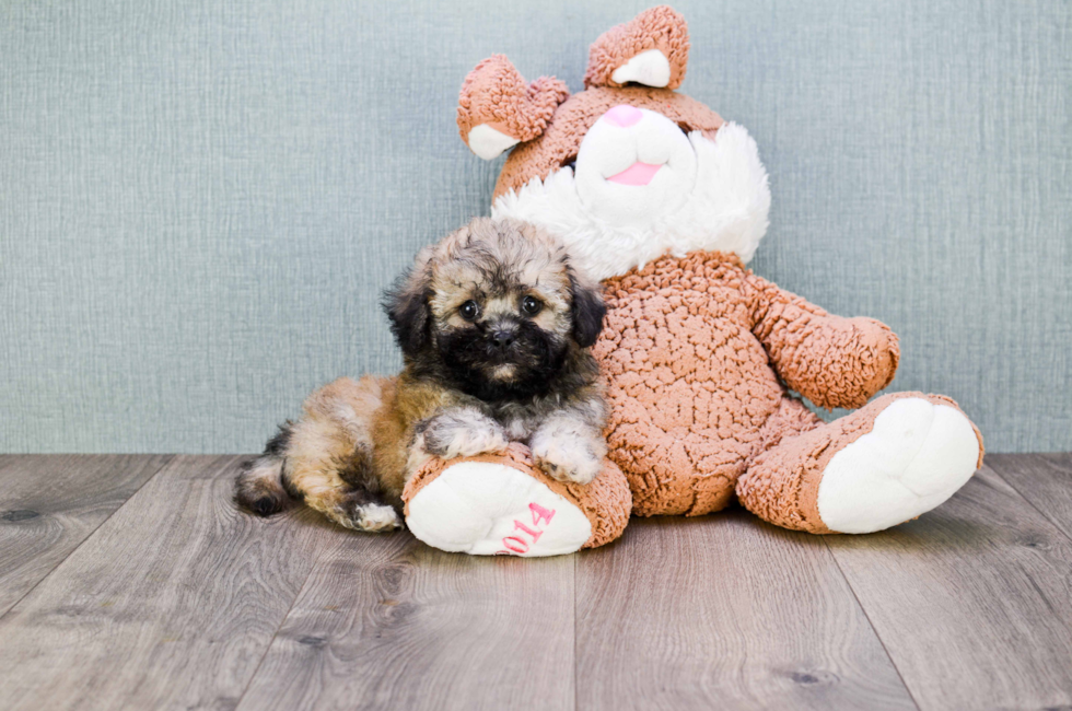 where to buy a teddy bear puppy