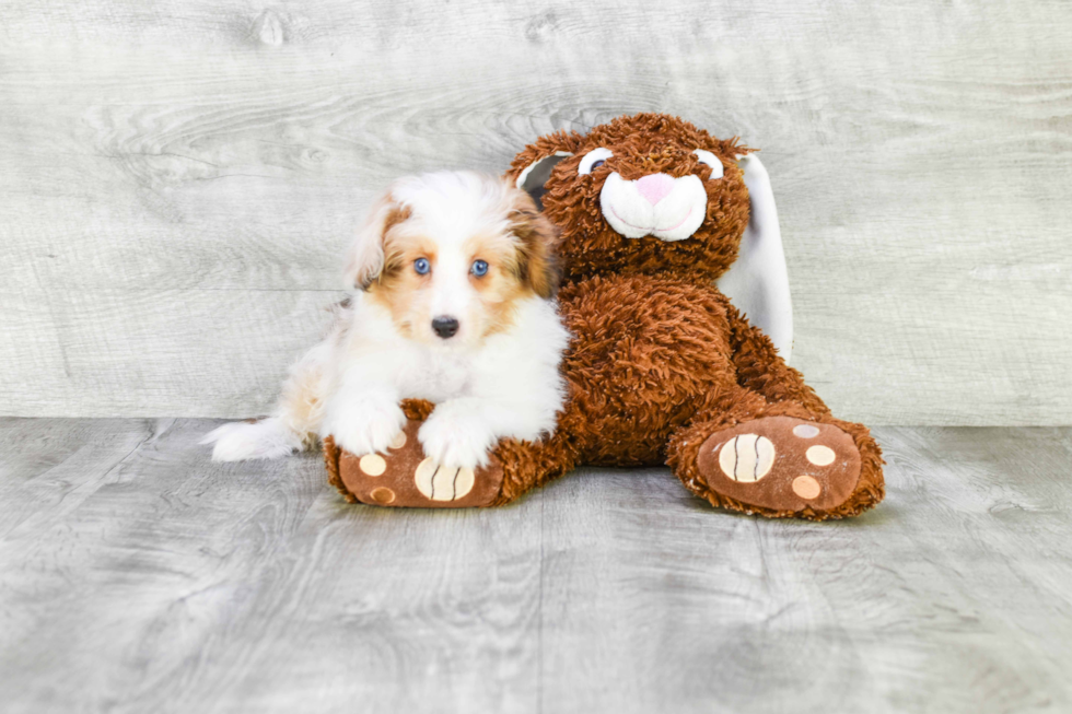Mini Sheltidoodle Puppy for Adoption