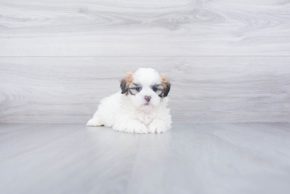 Hypoallergenic Shichon Designer Puppy