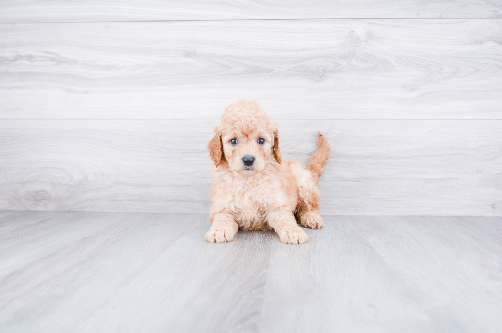 Mini Goldendoodle Puppies for Sale - US Shipping | Premierpups