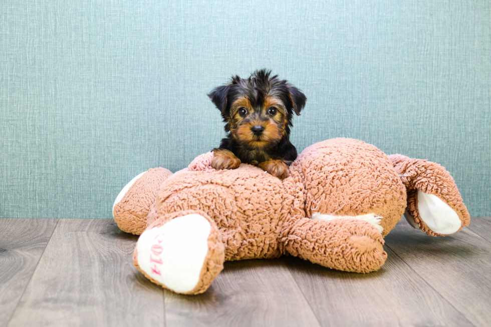 Meet Teacup-Zoro - our Yorkshire Terrier Puppy Photo 