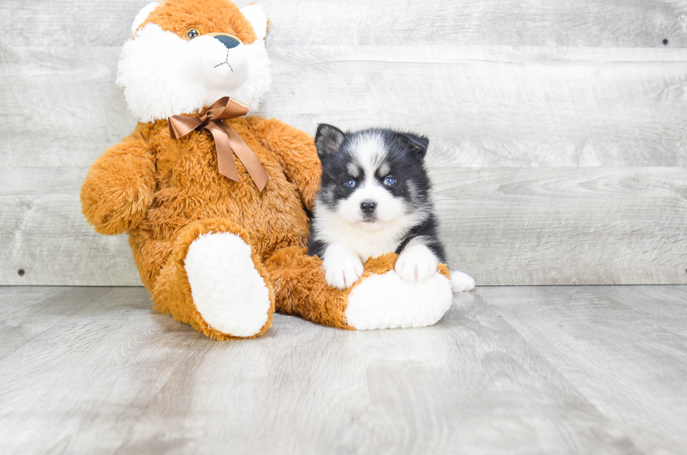 Pomsky puppies for sale | Small cross puppies breeds for sale in Ohio