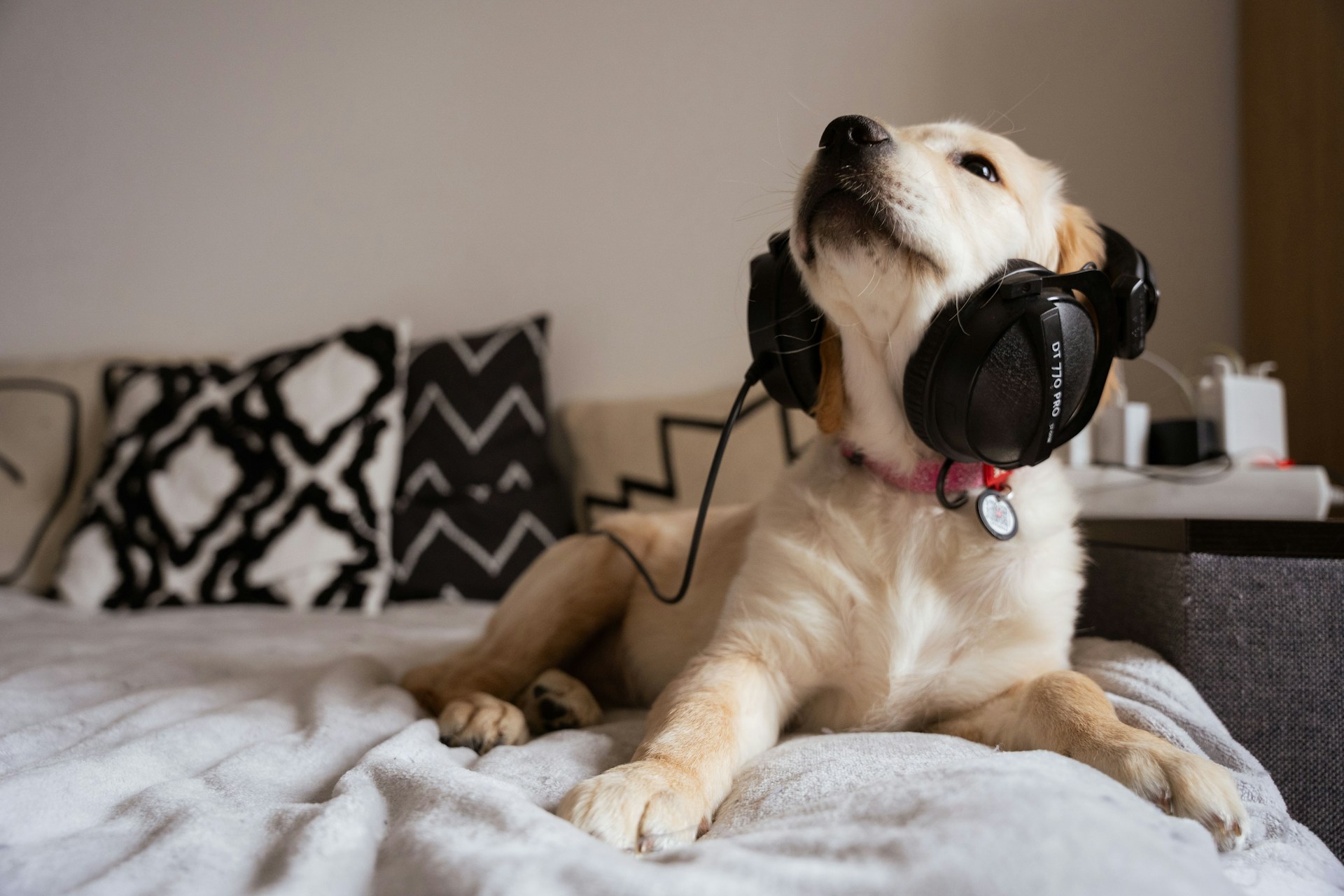 small dog sitting in bed wearing headphones