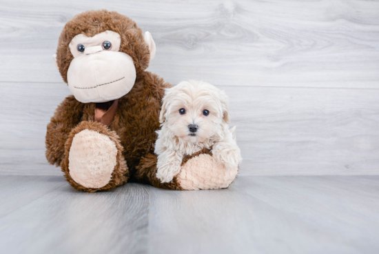 Happy Maltipoo Baby