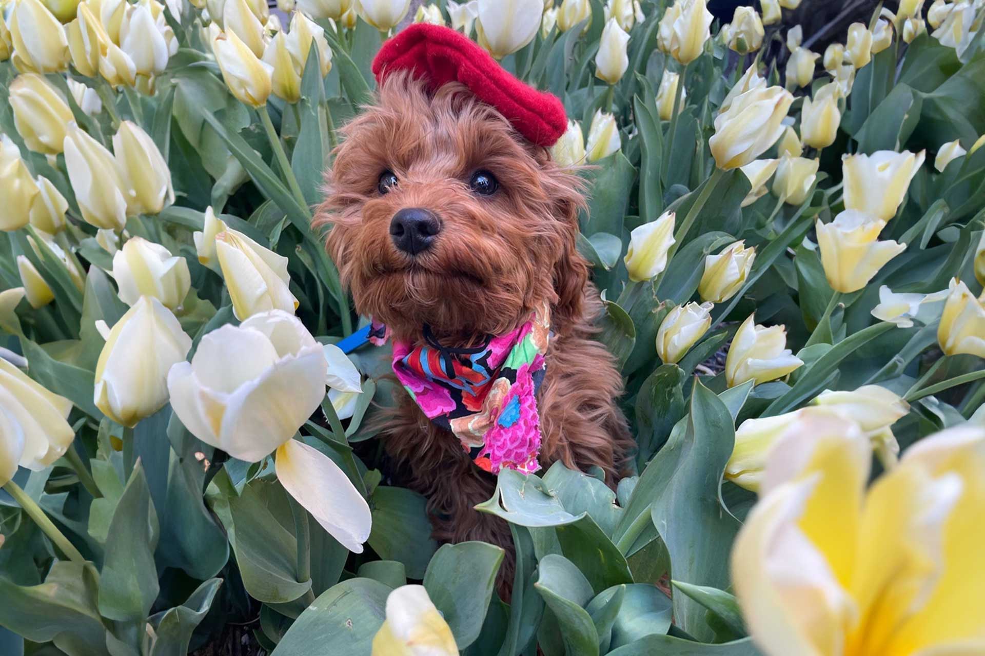 Cavapoo enjoying a calm and relaxed day