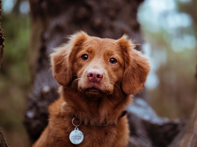 dog wearing a round name tag