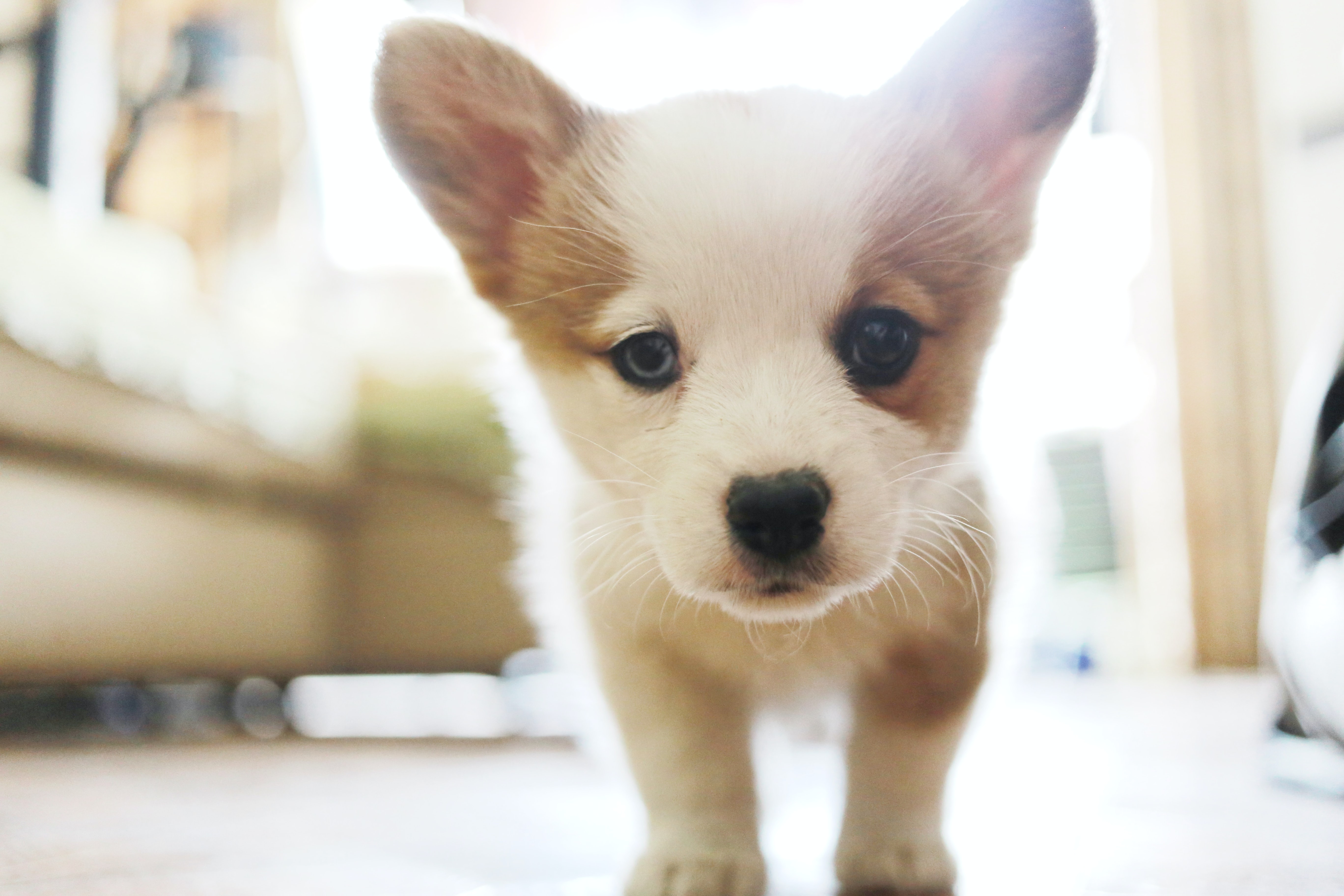 tan and white corgi puppy on a white floor looking at the camera