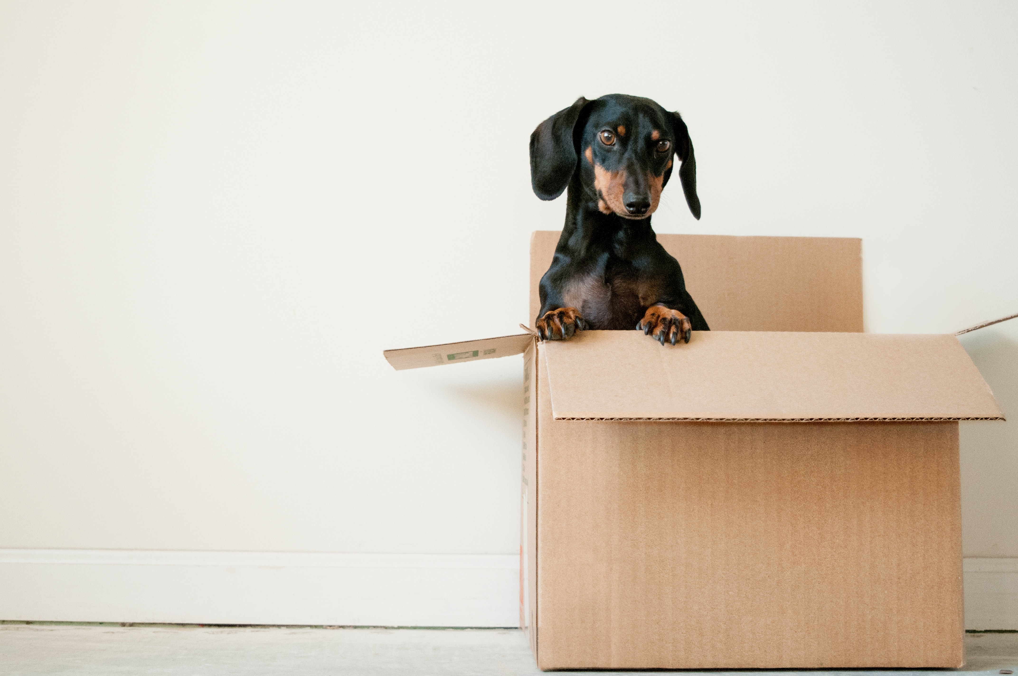 black and brown dachshund in a cardboard box