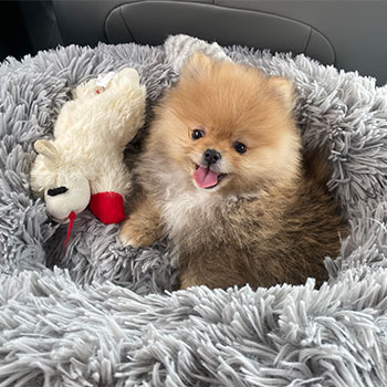 cute pomeranian