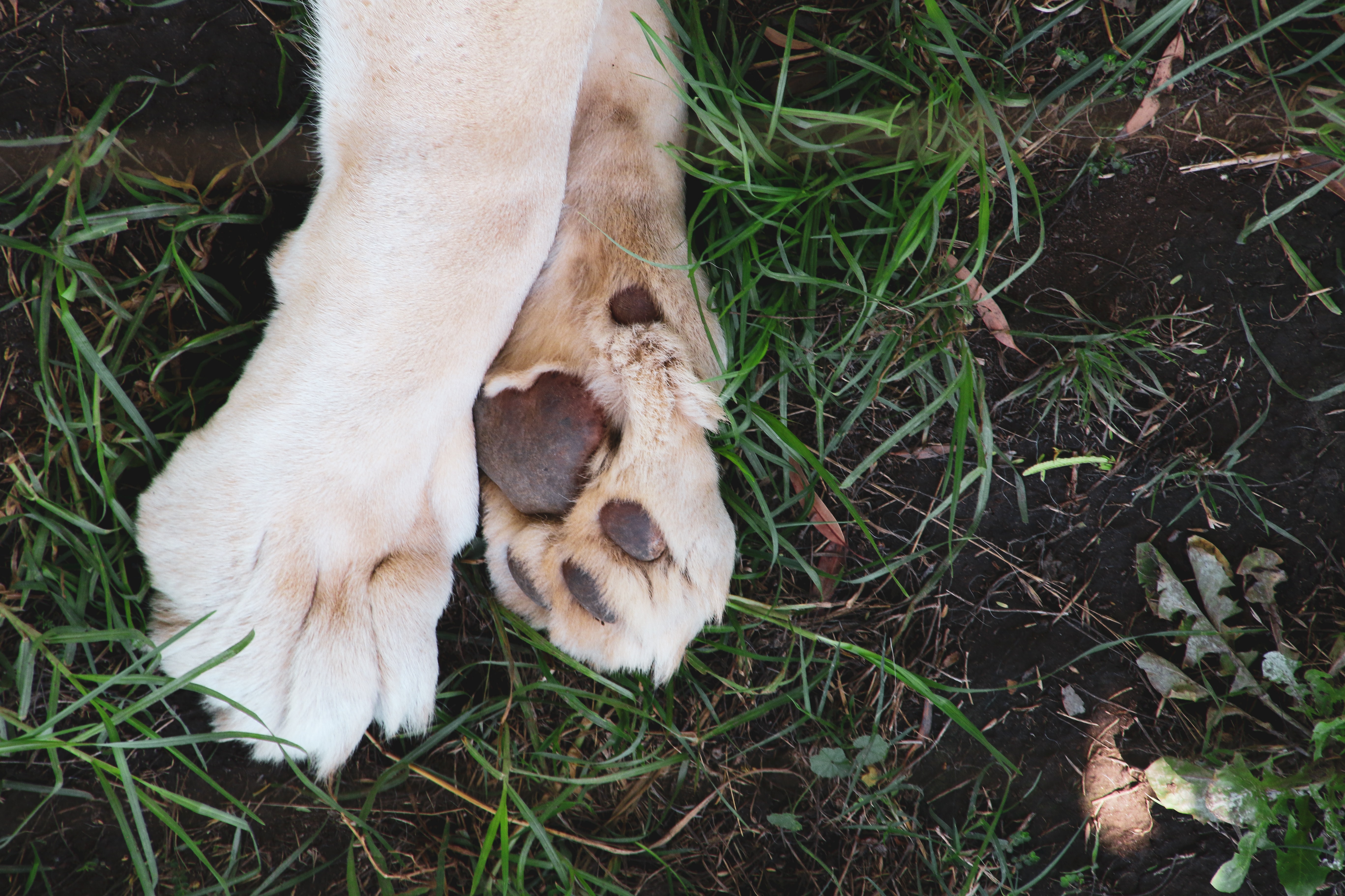 a pair of dog paws on grass