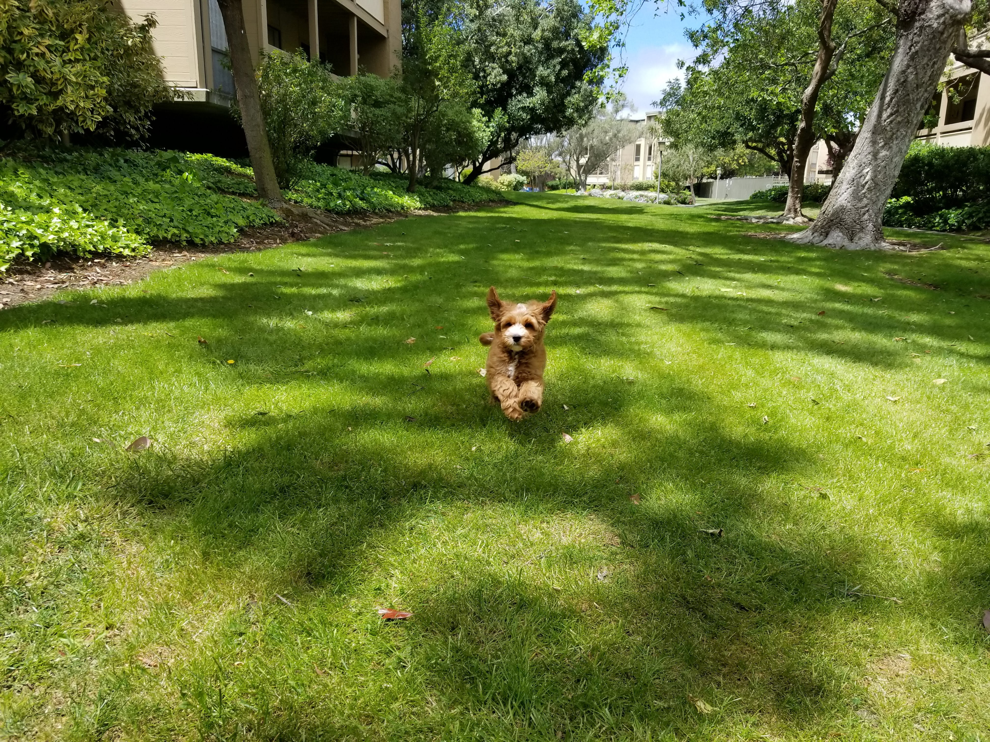 f1b mini labradoodle adult running on grass