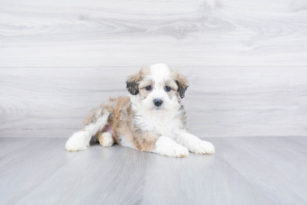 Meet Roush - our Mini Aussiedoodle Puppy Photo 1/3 - Premier Pups