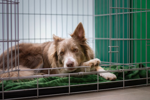 large dog laying down in a dog crate