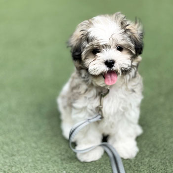 adorable shichon dog sitting on a green carpet