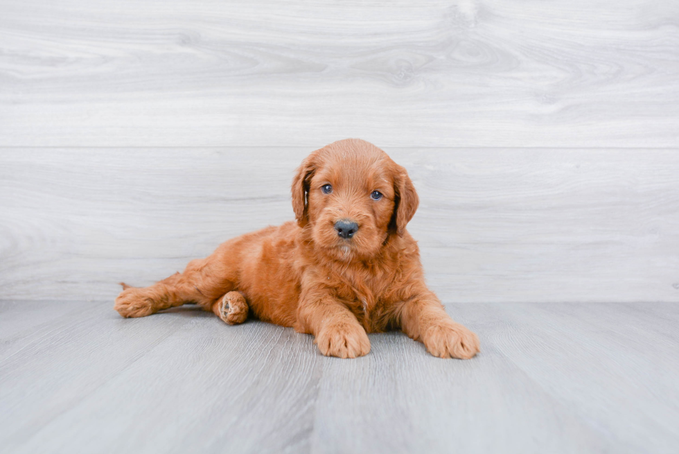 Meet Atari - our Mini Goldendoodle Puppy Photo 1/3 - Premier Pups