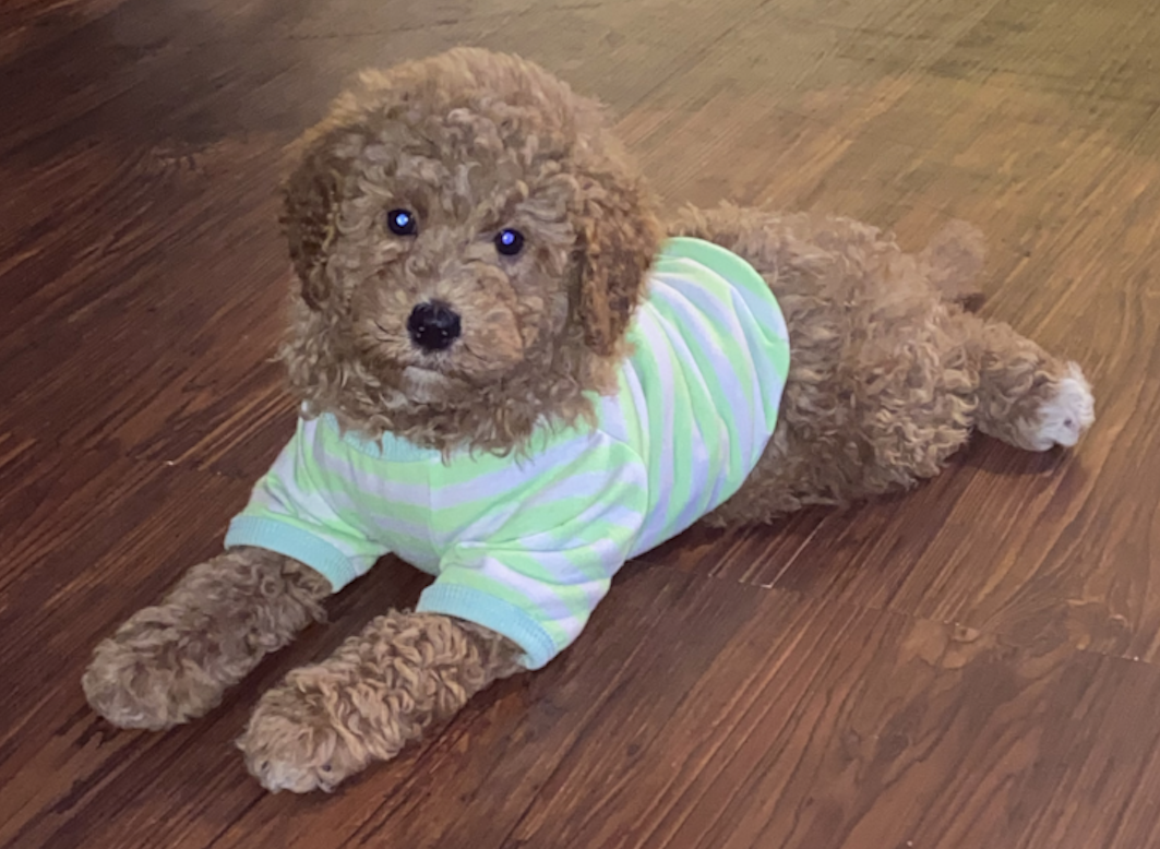 brown red mini bernedoodle with curly hair sitting on the floor