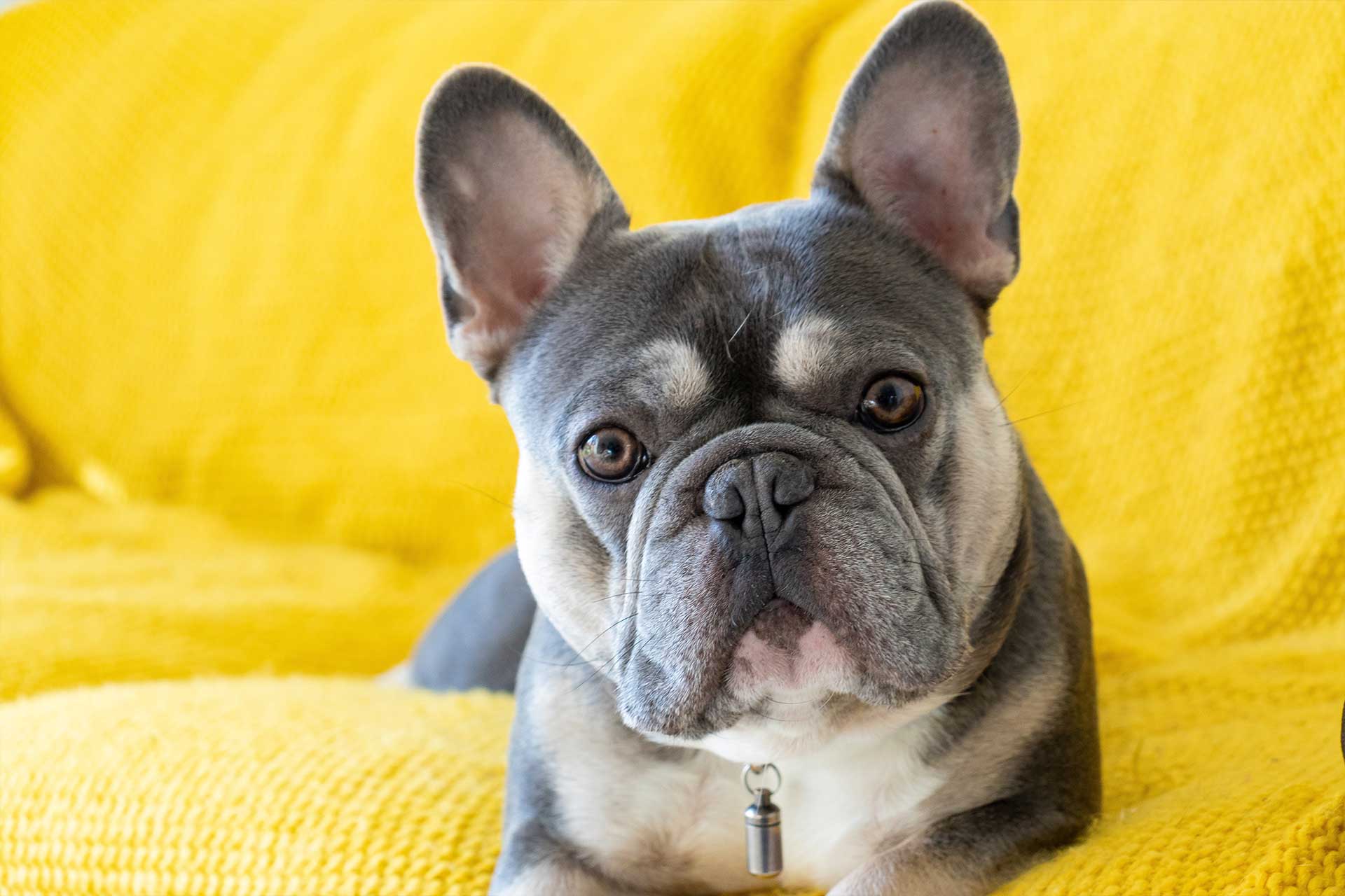 Isabella French bulldog posing in a yellow background