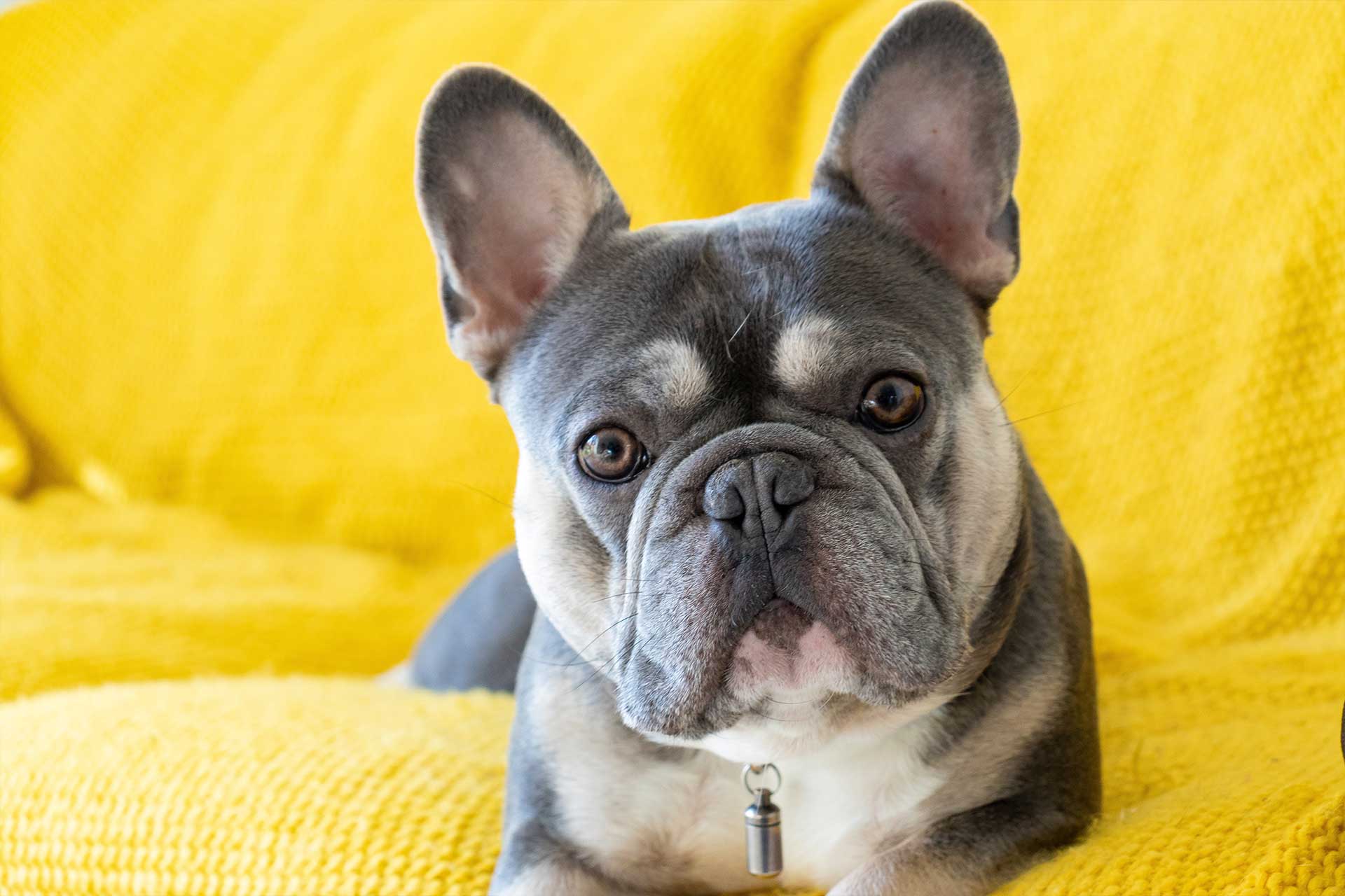 Rare deals french bulldog