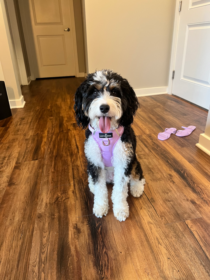 tricolor mini bernedoodle on a wooden floor - pros and cons of mini bernedoodles