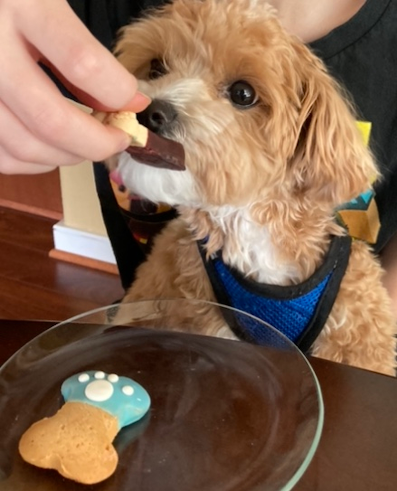 maltipoo dog eating a treat