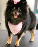 Puppy For Sale Premier Pups Sweet Pomeranian Purebred Pup