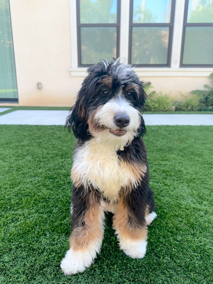 full grown tricolor mini bernedoodle sitting on a lawn