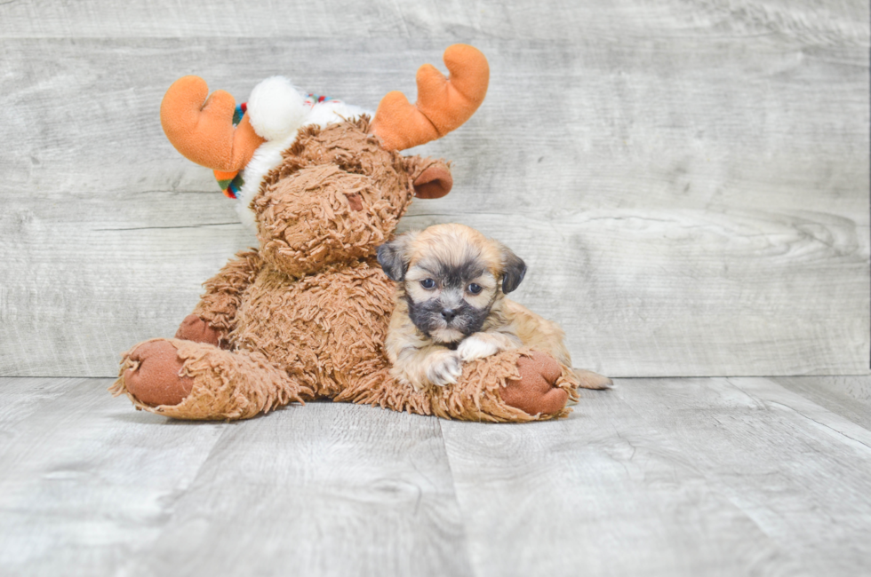 Teddy Bear Puppies for Sale â Shichon Puppies | Premierpups.com