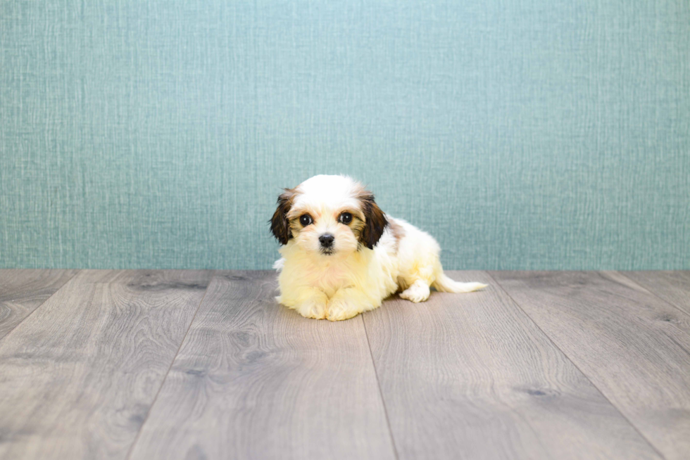 Meet Shannon - our Cavachon Puppy Photo 