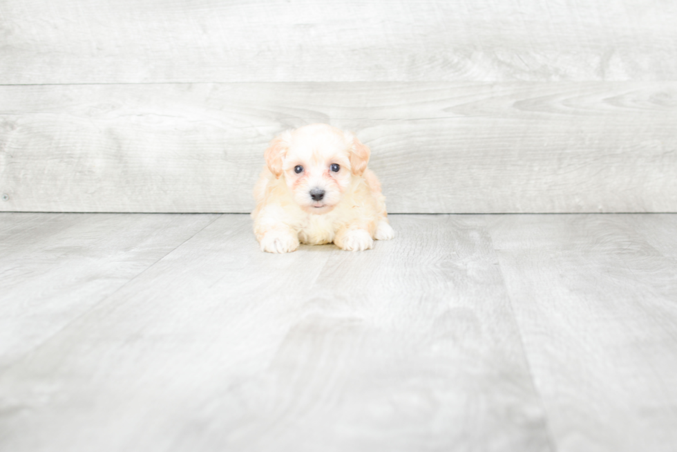 Meet Bristol - our Maltipoo Puppy Photo 3/3 - Premier Pups