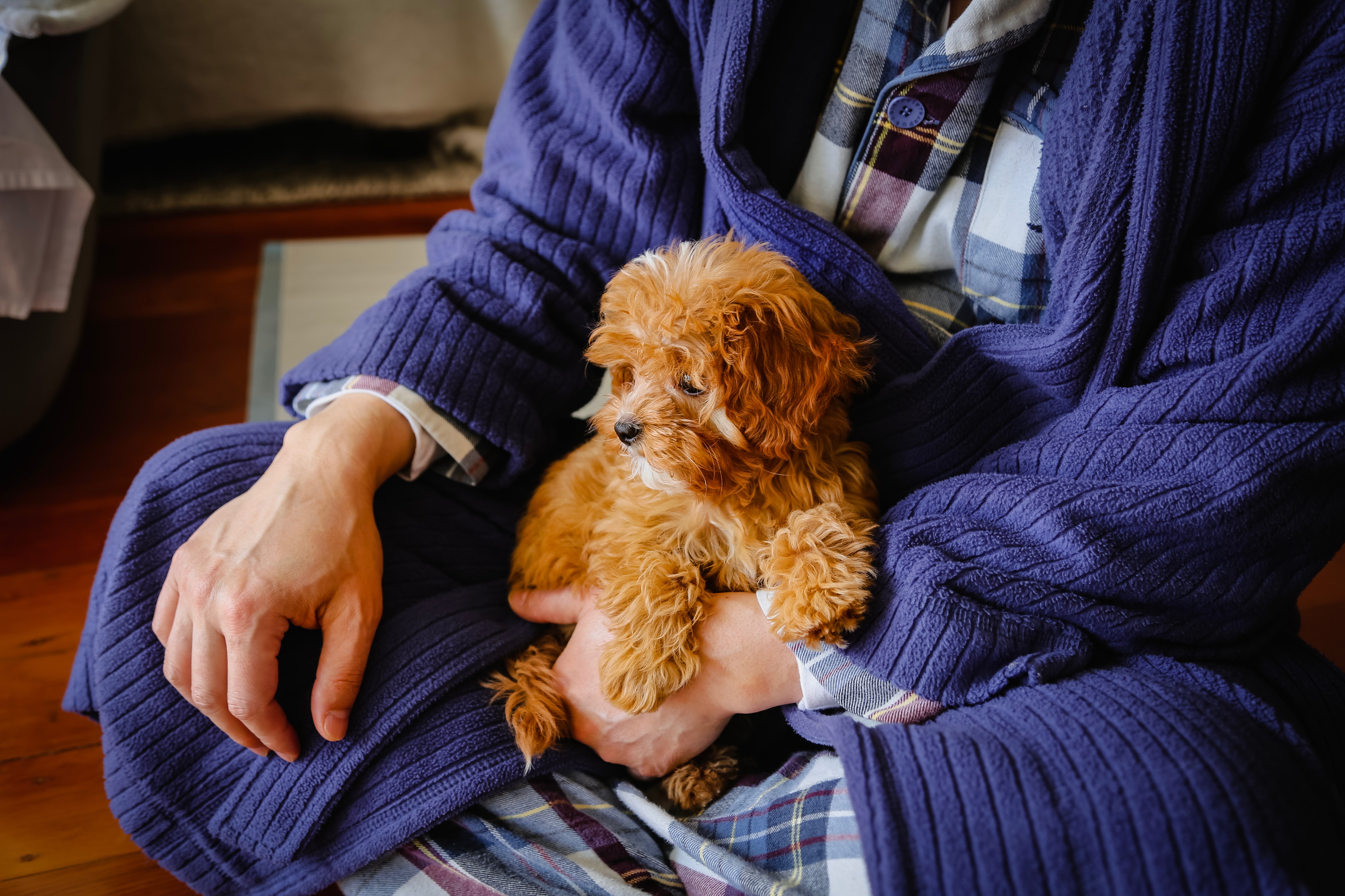 a brown doodle puppy sitting in a lap