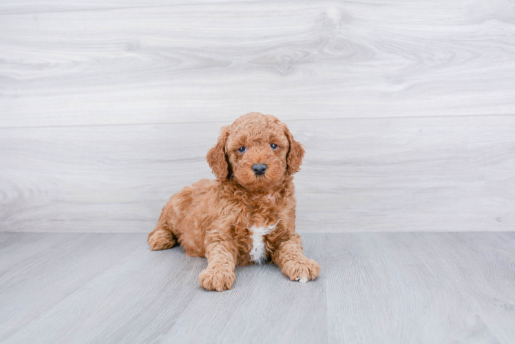 Meet Harley - our Mini Goldendoodle Puppy Photo 1/3 - Premier Pups