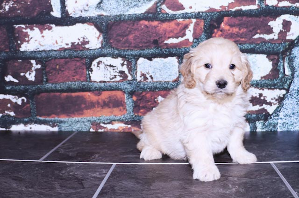 Miniature Goldendoodle puppies for sale Mixed small breed puppies for