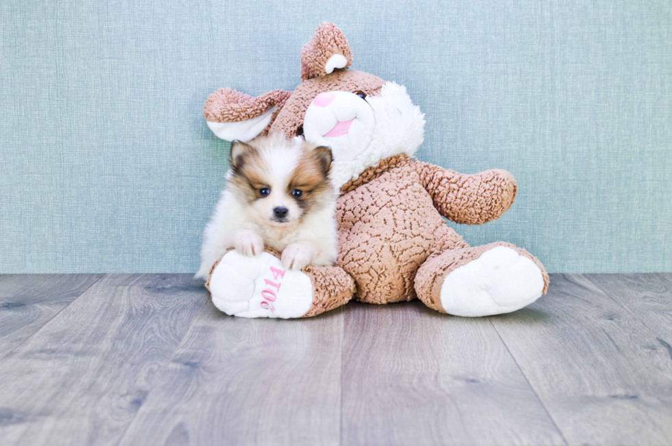 Pomeranian puppies for sale Teacup breed Pom puppies for sale in Ohio