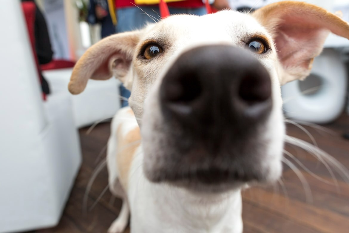 Dog showcasing its powerful sense of smell exploring the outdoors