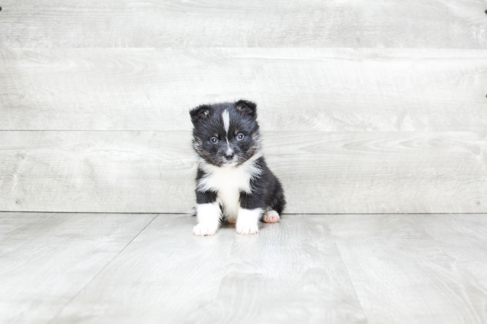 Meet Jax - our Pomsky Puppy Photo 1/4 - Premier Pups