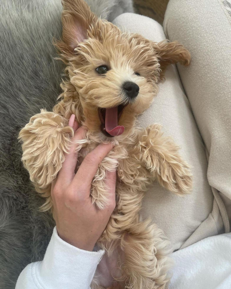 happy maltipoo dog sitting on its back