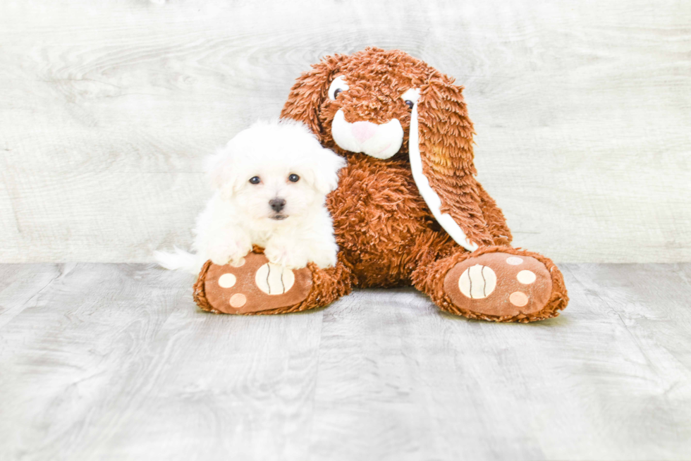 Meet Roy - our Bichon Frise Puppy Photo 1/3 - Premier Pups