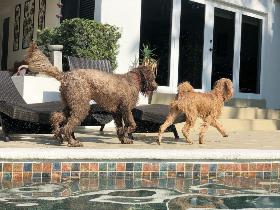 two wet mini goldendoodles walking by the side of a pool