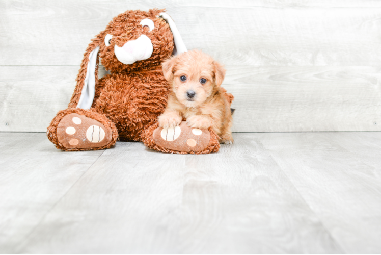 Meet Koby - our Morkie Puppy Photo 1/3 - Premier Pups