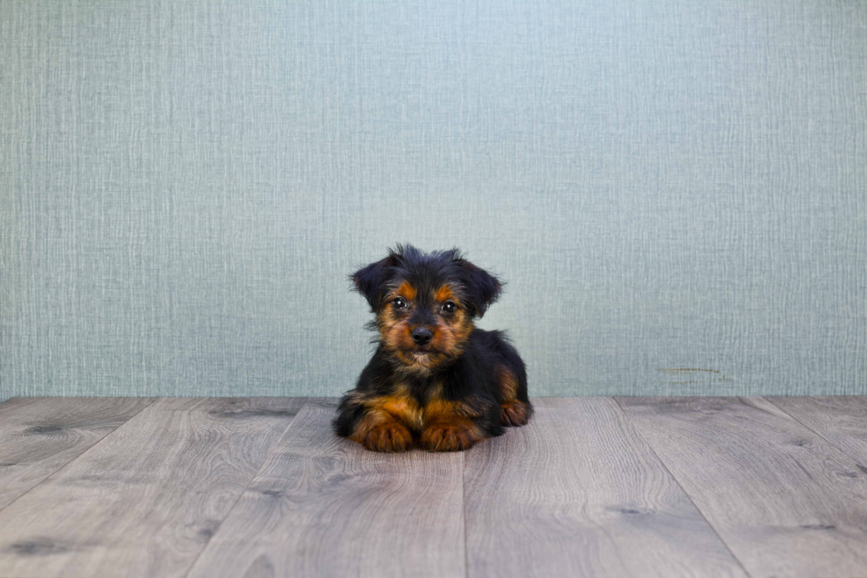 Meet Stevo - our Yorkshire Terrier Puppy Photo 