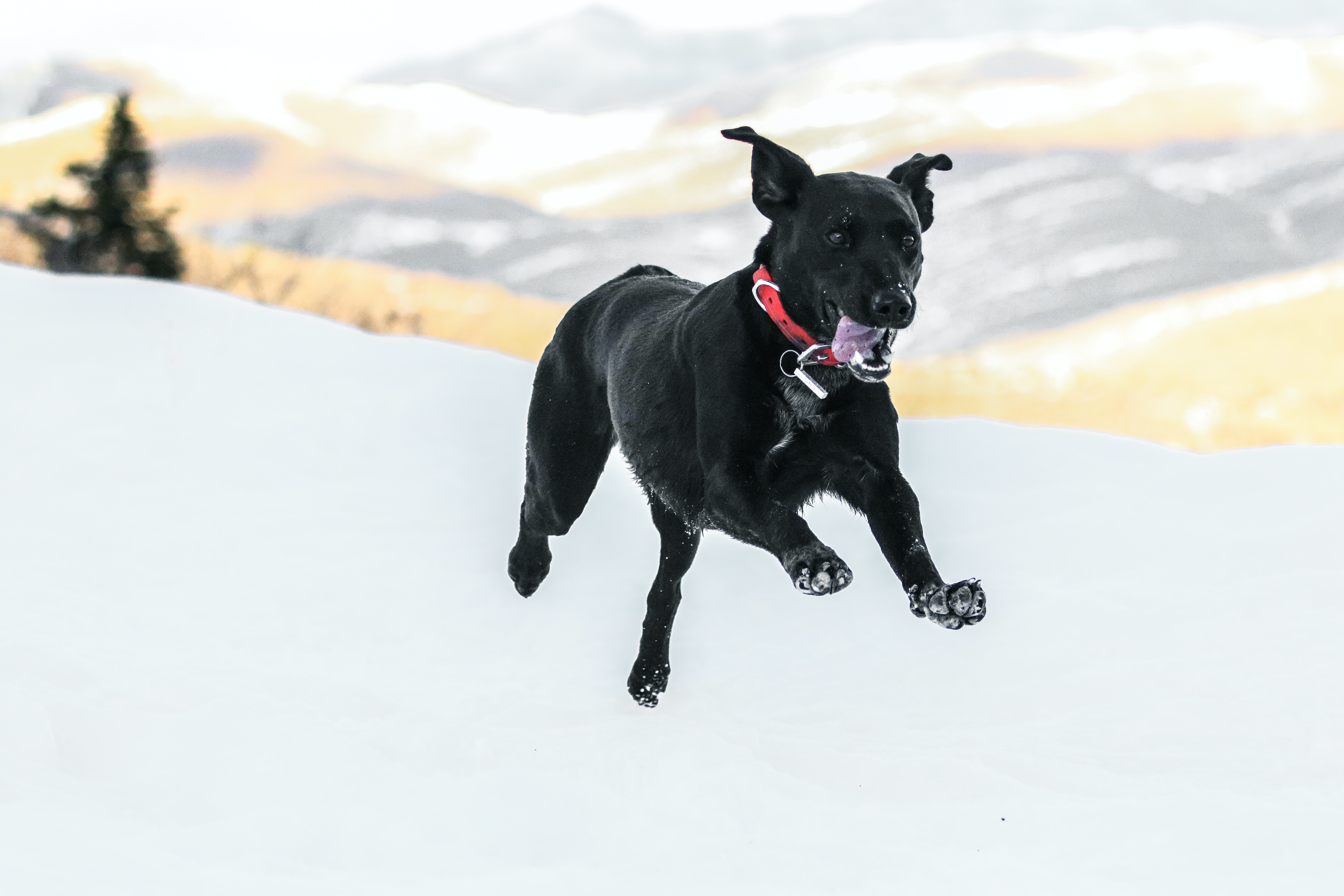 dog in funny mid-air jump