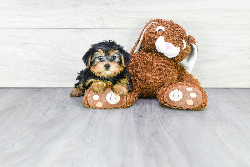 Meet Isabella - our Yorkshire Terrier Puppy Photo 