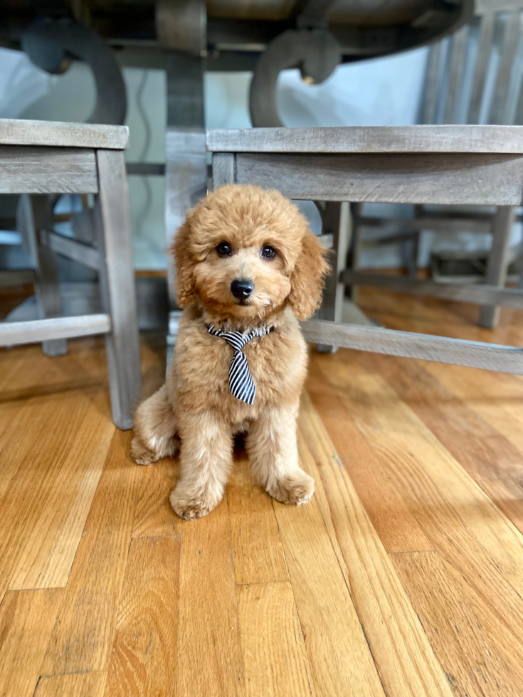 small mini goldendoodle dog sitting on a wooden floor under a table